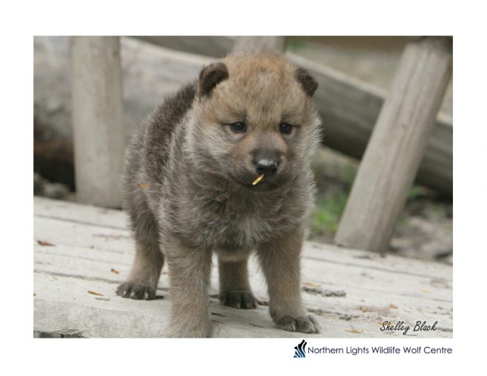 northernlightswildlife | Meet the Wolf Pack